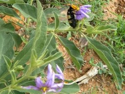 Solanum campylacanthum subsp. panduriforme leaves