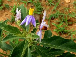 Solanum campylacanthum subsp. panduriforme
