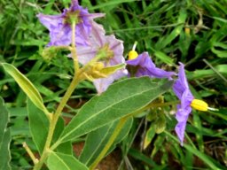 Solanum campylacanthum subsp. panduriforme back ends of flowers