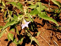 Solanum eleagnifolium leaves