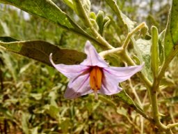 Solanum eleagnifolium flower