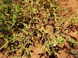 Solanum eleagnifolium