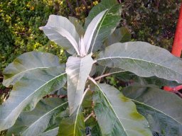 Solanum giganteum