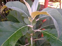 Solanum giganteum