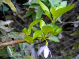 Solanum guineense