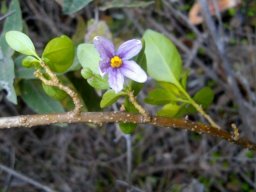 Solanum guineense, coastal nightshade