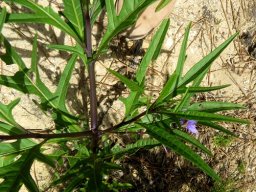 Solanum laciniatum 