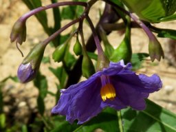 Solanum laciniatum inflorescence