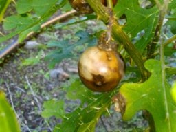 Solanum linnaeanum showing brown fruit