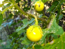 Solanum linnaeanum bearing yellow fruit