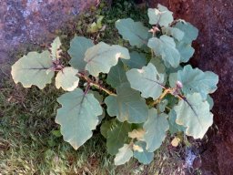 Solanum