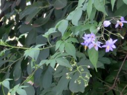 Solanum seaforthianum, an exotic
