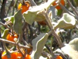 Solanum tomentosum curving sepals on the fruit