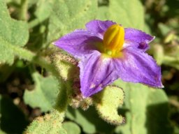 Solanum tomentosum flower