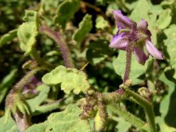 Solanum tomentosum variable calyces