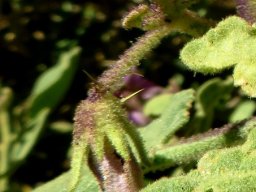 Solanum tomentosum calyx lobes