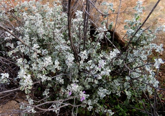 Stachys cuneata