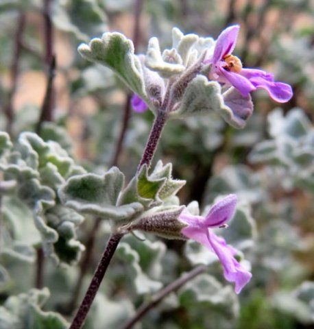Stachys cuneata flower profile