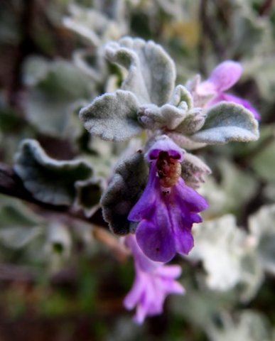 Stachys cuneata flower