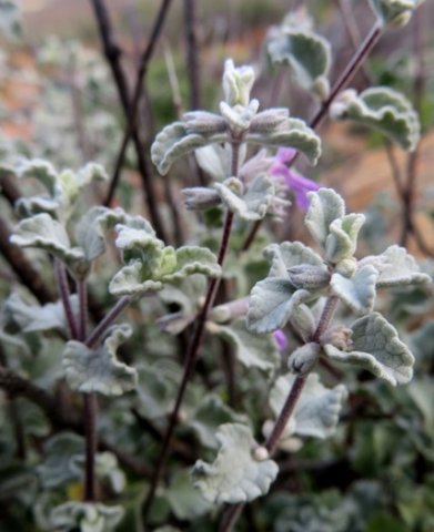 Stachys cuneata leaves