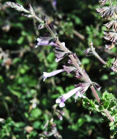 Stachys tubulosa flower 
