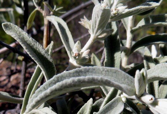 Stachys rugosa leaves