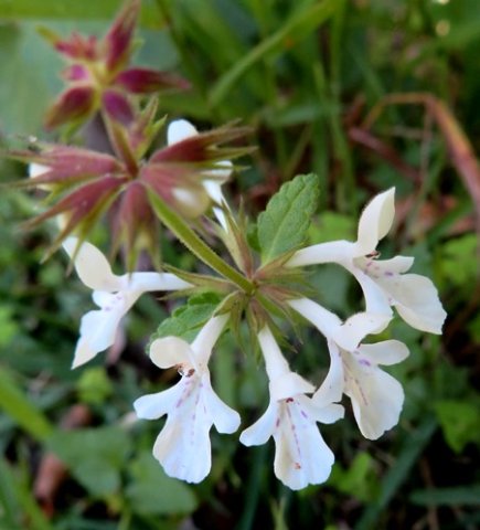 Stachys aethiopica successive whorls