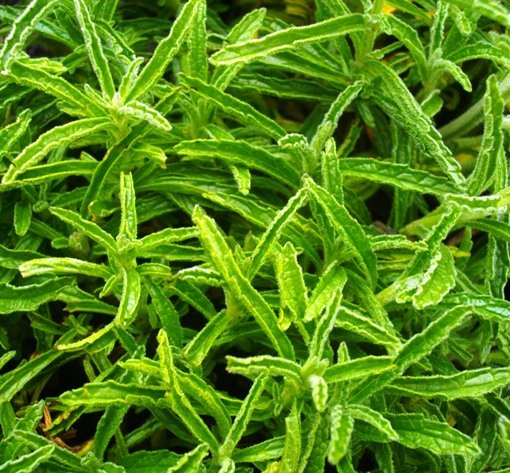 Stachys dregeana