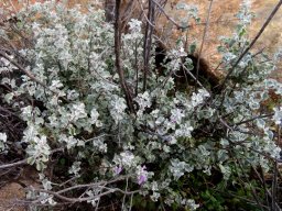 Stachys cuneata