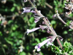 Stachys tubulosa flower 