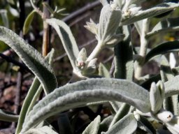 Stachys rugosa leaves
