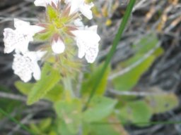 Stachys aethiopica at Grotto Bay