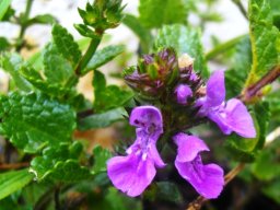 Stachys aethiopica
