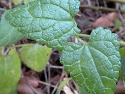 Stachys aethiopica leaves