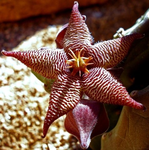 Stapelia acuminata 