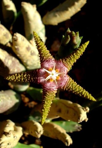 Stapelia flavopurpurea