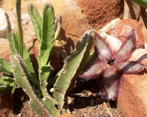 Stapelia gettliffei