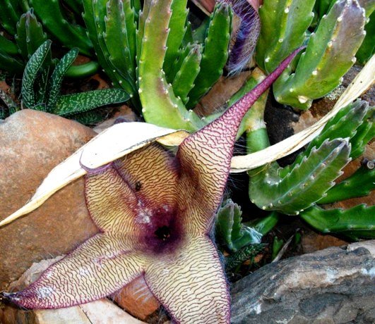 Stapelia gigantea flower