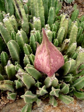Stapelia gigantea bud