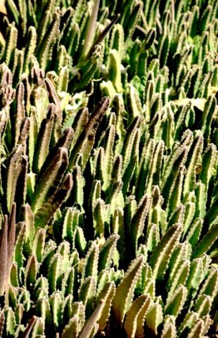 Stapelia gigantea follicles