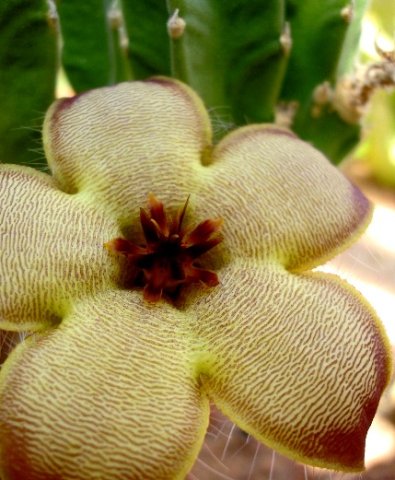 Stapelia grandiflora var. conformis