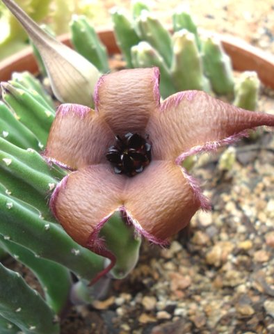 Stapelia pillansii flower and bud