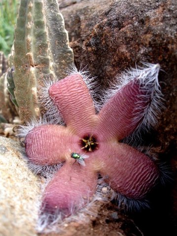 Stapelia grandiflora var. grandiflora and fly