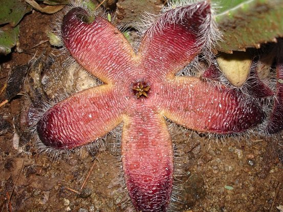 Stapelia grandiflora var. grandiflora