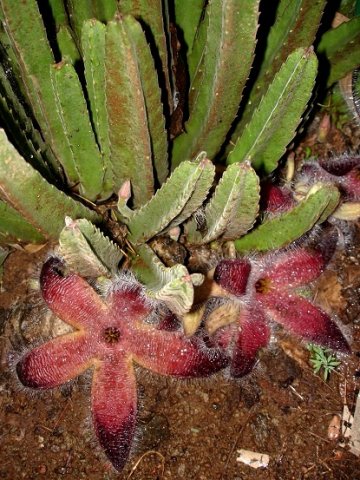 Stapelia grandiflora var. grandiflora