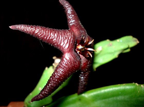 Stapelia hirsuta var. baylissii flower