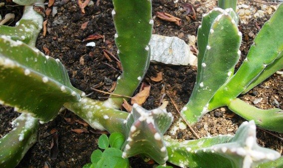 Stapelia kwebensis