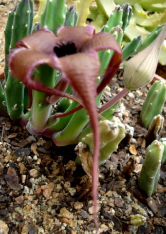 Stapelia pillansii