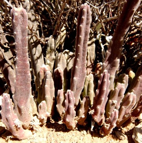 Stapelia rufa