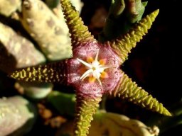 Stapelia flavopurpurea